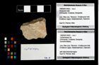 Foto (Objekt + Etikett) von Cycloprosopon sp.  (NHMW-GEO-1990-0041-4403)